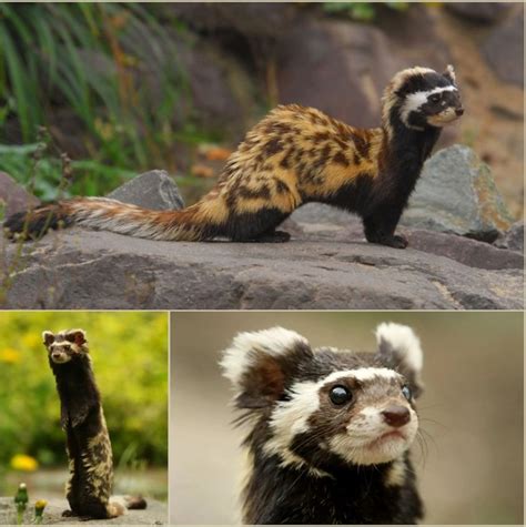 The Intellectualist On Twitter The Marbled Polecat Is A Small