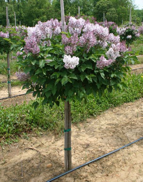 Little Miss Kim Lilac Small Lilac Bush Grafted Onto Small Tree Trunk