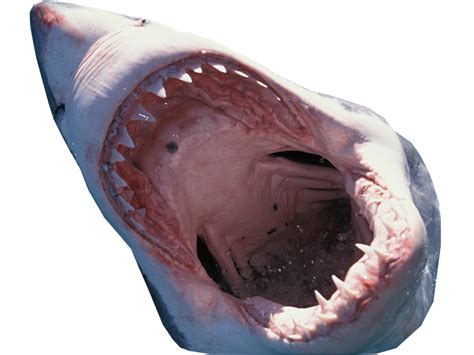 We did not find results for: Shark Mouth transparent background