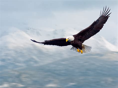 Also, yes i know the title says the soaring eagle but the gfx is the eagle. Best 45+ Soaring Wallpaper on HipWallpaper | Soaring ...