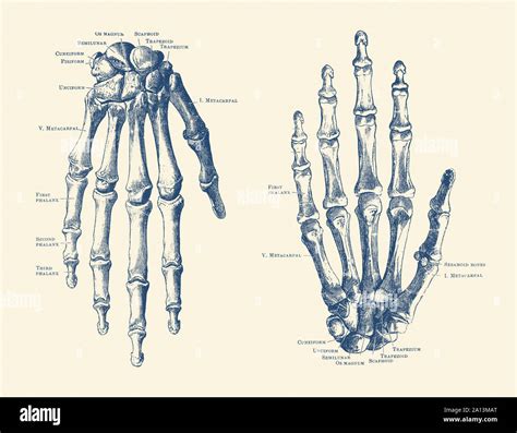 Vintage Anatomy Print Features The Hand Of A Human Skeleton With Bones