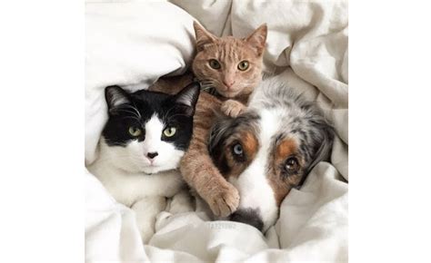 Are You A Cat Or Dog Person Health And Emotional Benefits