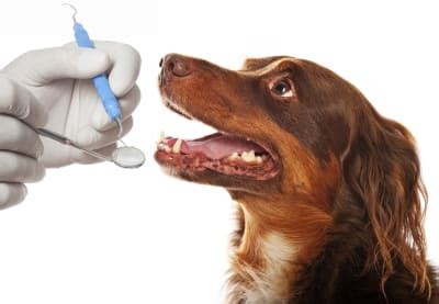 However, pet parent temptations could result in unfortunate illness or even worse; Why should I take my dog for a professional teeth cleaning ...