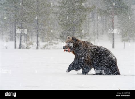 Brown Bear Ursus Arctos Running In Snow During Snowfall Finland