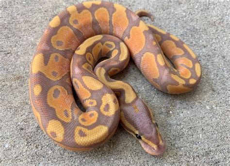 Coral Glow Ball Pythons for sale | Snakes at Sunset