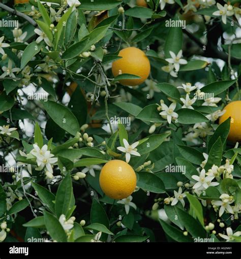 Oranges With Blossom Citrus Aurantium Stock Photo Alamy