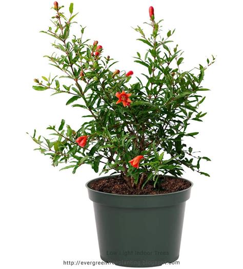 Aug 01, 2021 · the uk aquatic plant society is run entirely by volunteers who give their time freely. Hedging Plants: Low Light Indoor Trees-AMERICAN PLANT ...