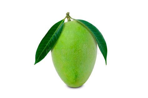 Fresh Green Mango Fruit Isolated On White Stock Image Image Of Object