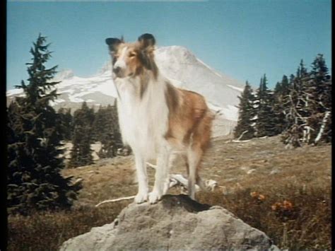 Lassie The Serie