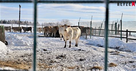 Padl Přelomový Rozsudek V Kauze špatného Zacházení S Hospodářskými