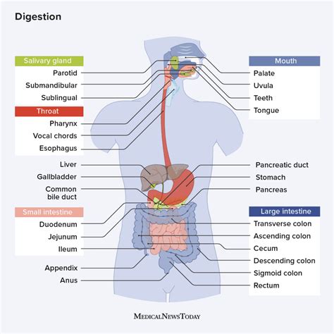 Body Organs And Illness Human Digestive System Digestive System Hot