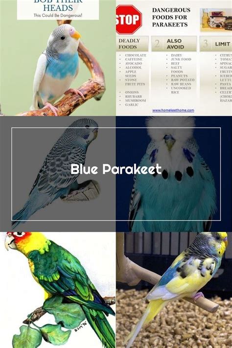 Blue Parakeet For Sale | Live Pet Birds | PetSmart in 2020 ...
