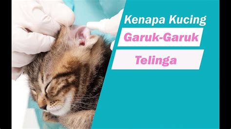 Apa Itu Ear Mites Kutu Telinga Dan Cara Mencegah Kucing Gatal