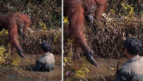 The Cuddly Orangutan Offers A Helping Hand To The Man Stuck In Mud