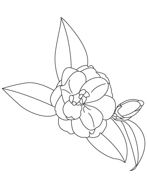 Camellia Flower Drawing Alabama State Flower Camellia Dekorisori