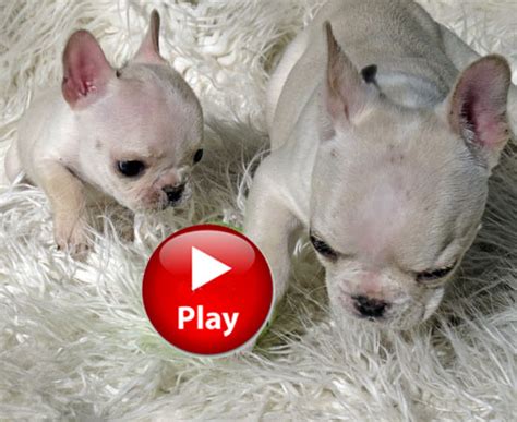 Breeders with seventeen yearl experience of raising and breeding frenchies. French Bulldog Puppies: Mini French Bulldog Puppies for Sale