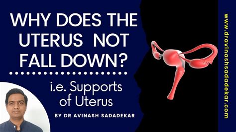 Why Uterus Doesn T Fall Out Of Vagina Supports Of Uterus Uterine Supports S E YouTube