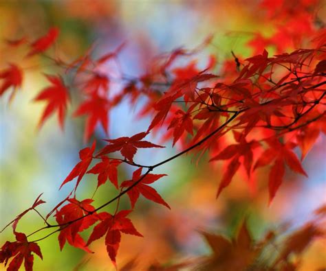 What Is A Japanese Maple Tree With Pictures