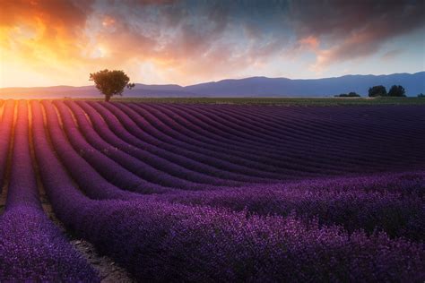 Download 4000x2667 Lavender Field Sunrise Scenic Trees Purple