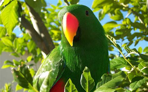 Online Crop Hd Wallpaper Bird Eclectus Parrot Tropical