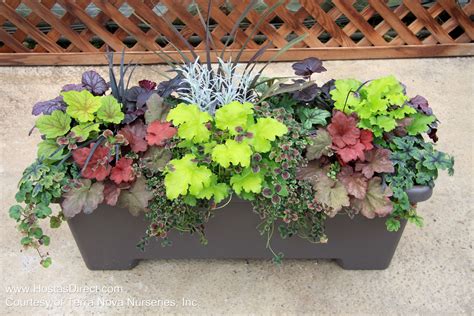 Coral Bells Make Wonderfully Colorful Additions In