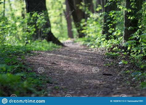 A Sunny Path Leads Deep Into The Forest Stock Image Image Of Leaf