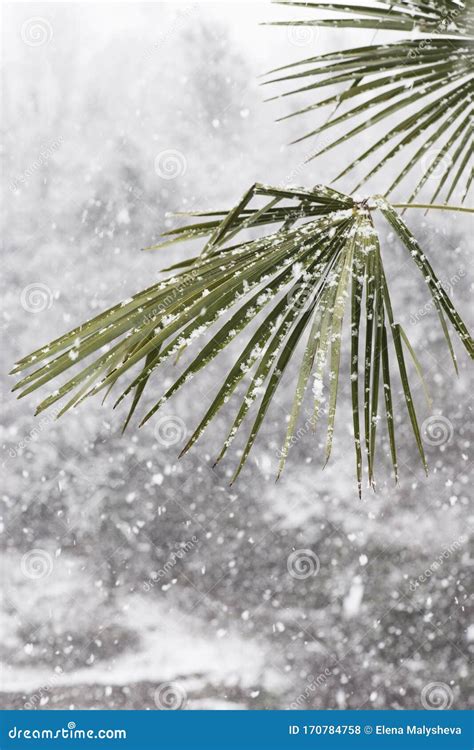 Palm Trees In The Snowfall Large Flakes Of White Snow On Green Leaves