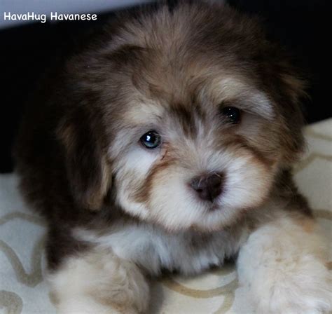 Of all the havanese puppies for sale in michigan i feel i am blessed to be able to do this. Puppies For Sale - HavaHug Havanese Puppies