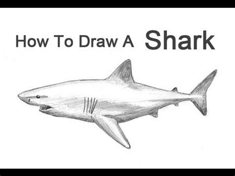 This impressive great white shark breach was filmed near south africa's seal island by youtuber skylar thomas. How to Draw a Shark (Great White) | drawing & painting ...
