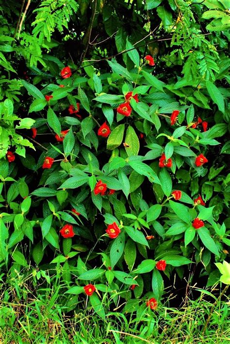 Psychotria Elata aka Hooker's Lips: Latin America's Kissable Flower