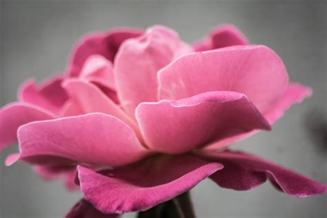 Photo Of Pink Petal Flower · Free Stock Photo