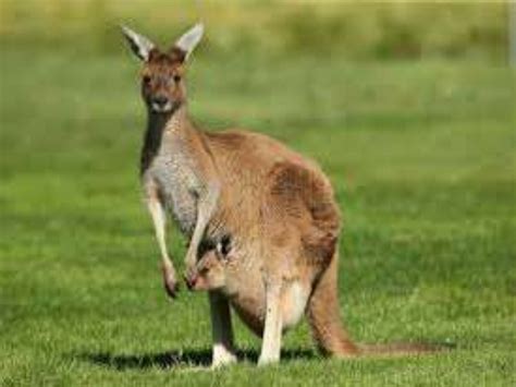 National Animal Of Australia