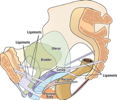 This page is about knee tendons diagram,contains the cause of knee pain: The Importance of Your Ligaments