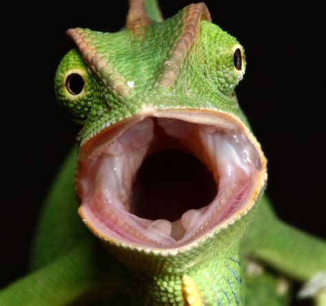 Chameleon Being Angry By Scott Thompson Redbubble