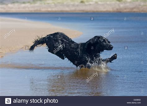 Flat Coated Retriever In Water Stock Photo Alamy