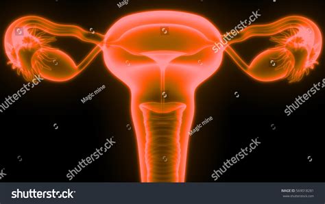 Female Reproductive System Anatomy 3d Stock Illustration 569018281