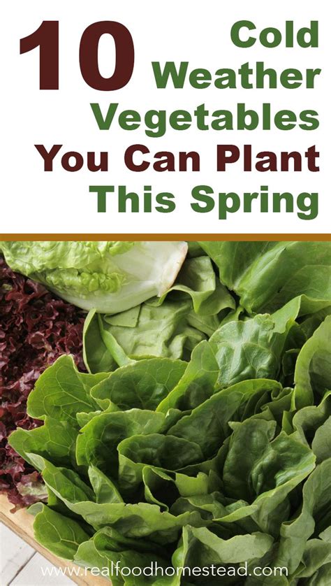 Weather affects plants in many obvious ways, but also in ways we may not realize. 10 Cold Weather Vegetables You Can Plant This Spring ...
