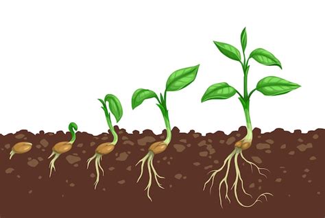 Premium Vector Plant Growth Steps Seed Germination In Soil