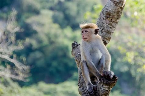 9 Different Types Of Monkeys Species List Animalstart