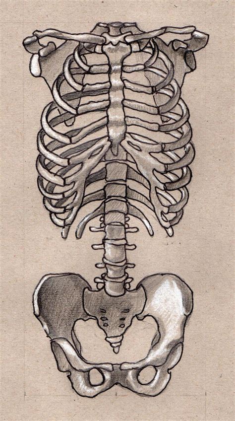 Ribcage 2 By Lemures87 On Deviantart