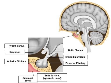 The Hypothalamic Pituitary Axis Part Anatomy Physiology Wfsa