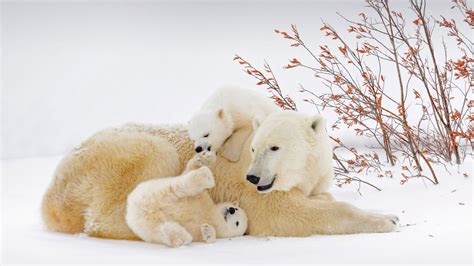 Polar Bear Mother With Cubs In Wapusk National Park Manitoba Canada