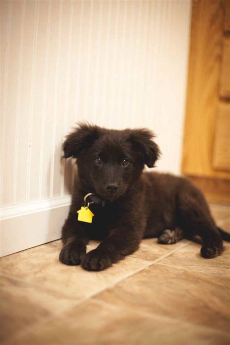Our team of experts is here to help you choose a puppy that. Australian Shepherd Labrador Mix Puppies For Sale | PETSIDI