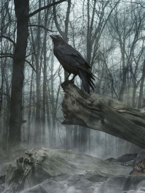 Pin By Cazwytch On Gothic Art Raven Art Black Bird Crows Ravens