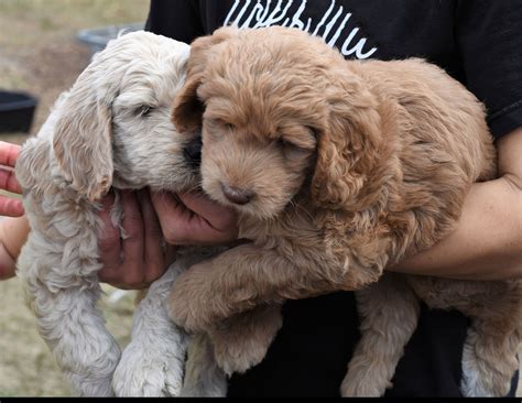 Definition, rechtschreibung, synonyme und grammatik von 'hund' auf duden online nachschlagen. 🐾 Labradoodle - Rassebeschreibung: Charakter &Co - dogbible