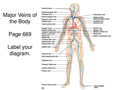 Blood vessels leading from the heart are called arteries; Major Veins In The Body Diagram - Aflam-Neeeak