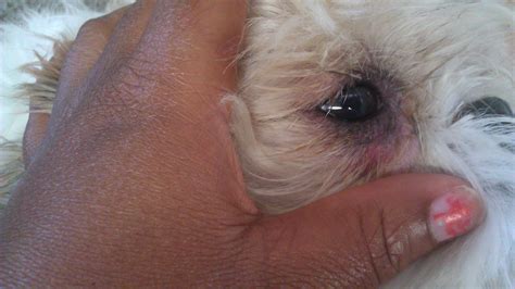 If your dog swims in the sea or a chlorine pool, that can do the same. My poor dog has some swelling and redness under his eye socket. Its red, soar looking and damp ...