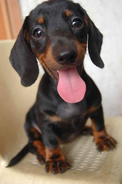 Cute Emergency On Dogs Animals Dachshund Puppies Puppies