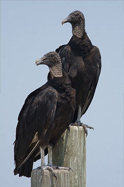 Black Vultures Pet Birds Birds Of Prey Scavenger Birds