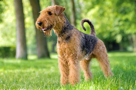 Airedale Terrier Info Size Temperament Lifespan And Pictures